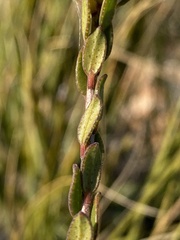 Agathosma adenandriflora