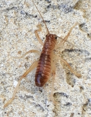 Camptonotus carolinensis