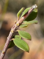 Agathosma adenandriflora
