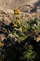 Artemisia rothrockii