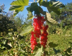 Ribes rubrum