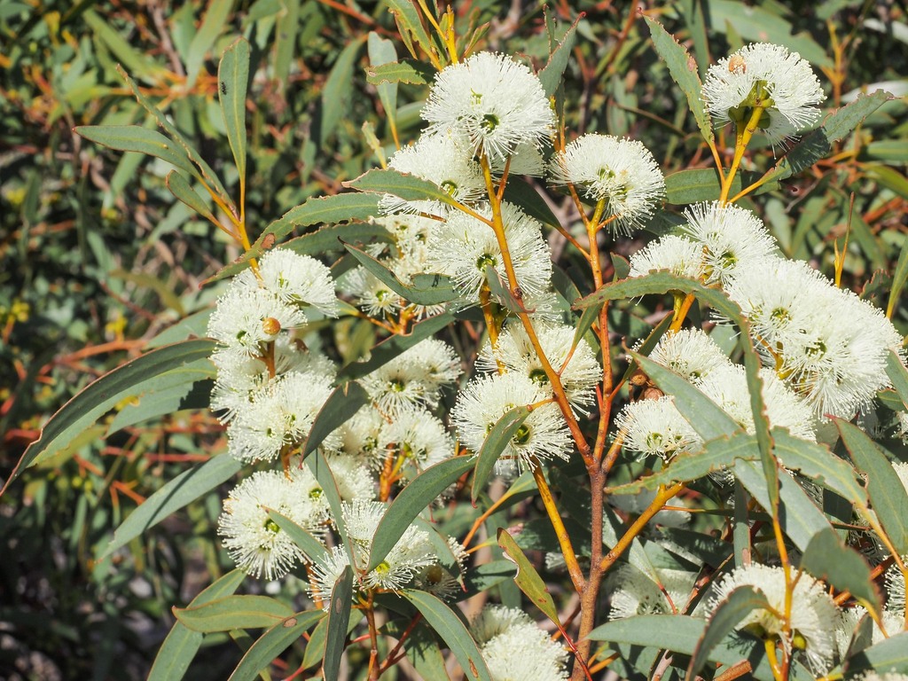 coastal white mallee gum from Coffin Bay, Lower Eyre Peninsula, South ...