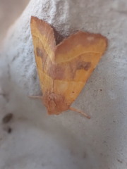 Atethmia centrago