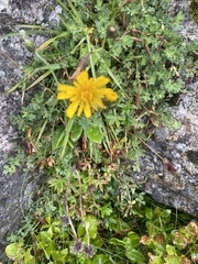 Scorzoneroides autumnalis