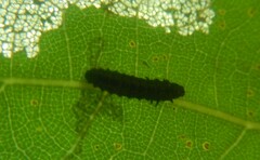 Chrysomeloidea