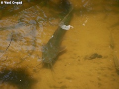 Clarias gariepinus