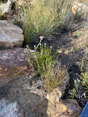 Agathosma adenandriflora