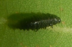 Chrysomeloidea