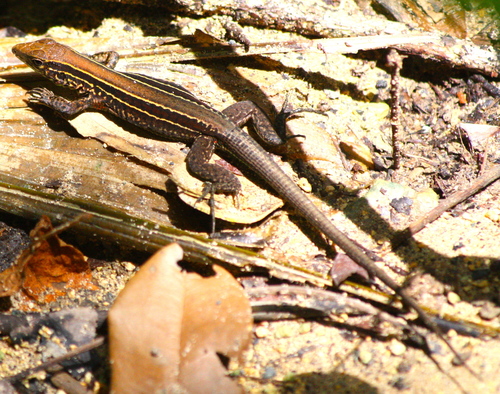 Holcosus quadrilineatus