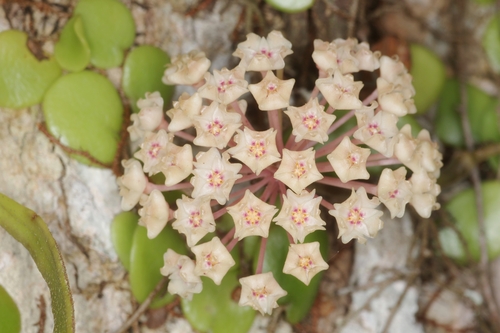 Hoya verticillata (Vahl) G.Don