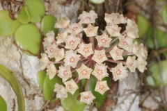 Hoya verticillata