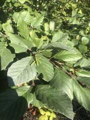 Alnus serrulata
