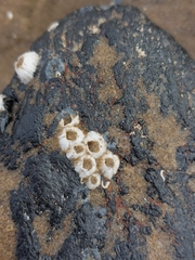 Semibalanus balanoides