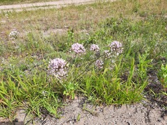 Allium angulosum
