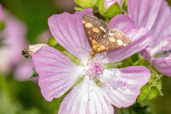 Pyrausta purpuralis