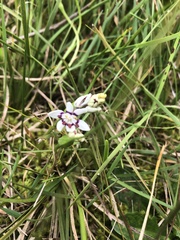 Wurmbea dioica