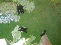 Chrysomeloidea