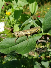 Melanoplus differentialis