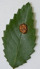 Zelus longipes