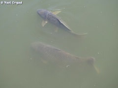 Cyprinus