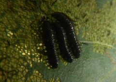 Chrysomeloidea