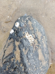 Semibalanus balanoides