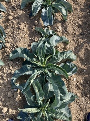 Brassica oleracea