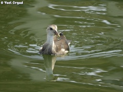 Gallinula chloropus