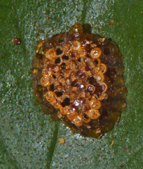 Zelus longipes