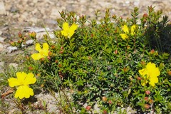 Hibbertia