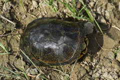 Emys orbicularis