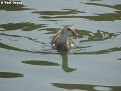 Gallinula chloropus