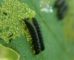 Chrysomeloidea