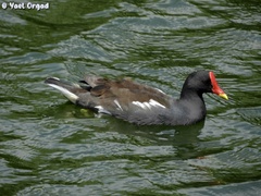 Gallinula chloropus