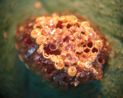 Zelus longipes