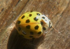 Psyllobora vigintiduopunctata