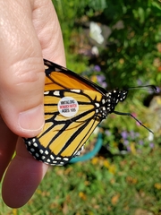 Danaus plexippus