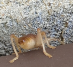 Camptonotus carolinensis