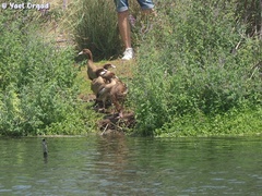 Alopochen aegyptiaca