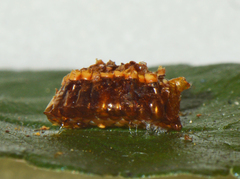 Zelus longipes