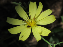 Lactuca raddeana