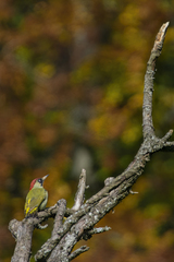 Picus viridis