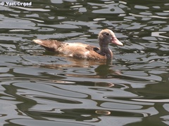 Cairina moschata domestica
