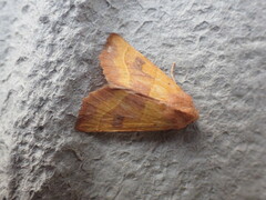 Atethmia centrago