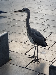 Ardea cinerea