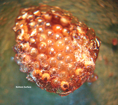 Zelus longipes