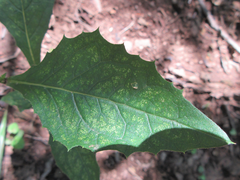 Lactuca raddeana