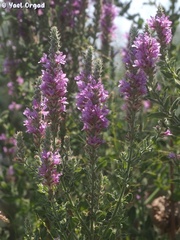 Lythrum salicaria