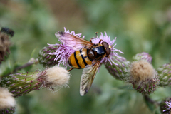 Volucella inanis