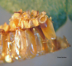 Zelus longipes